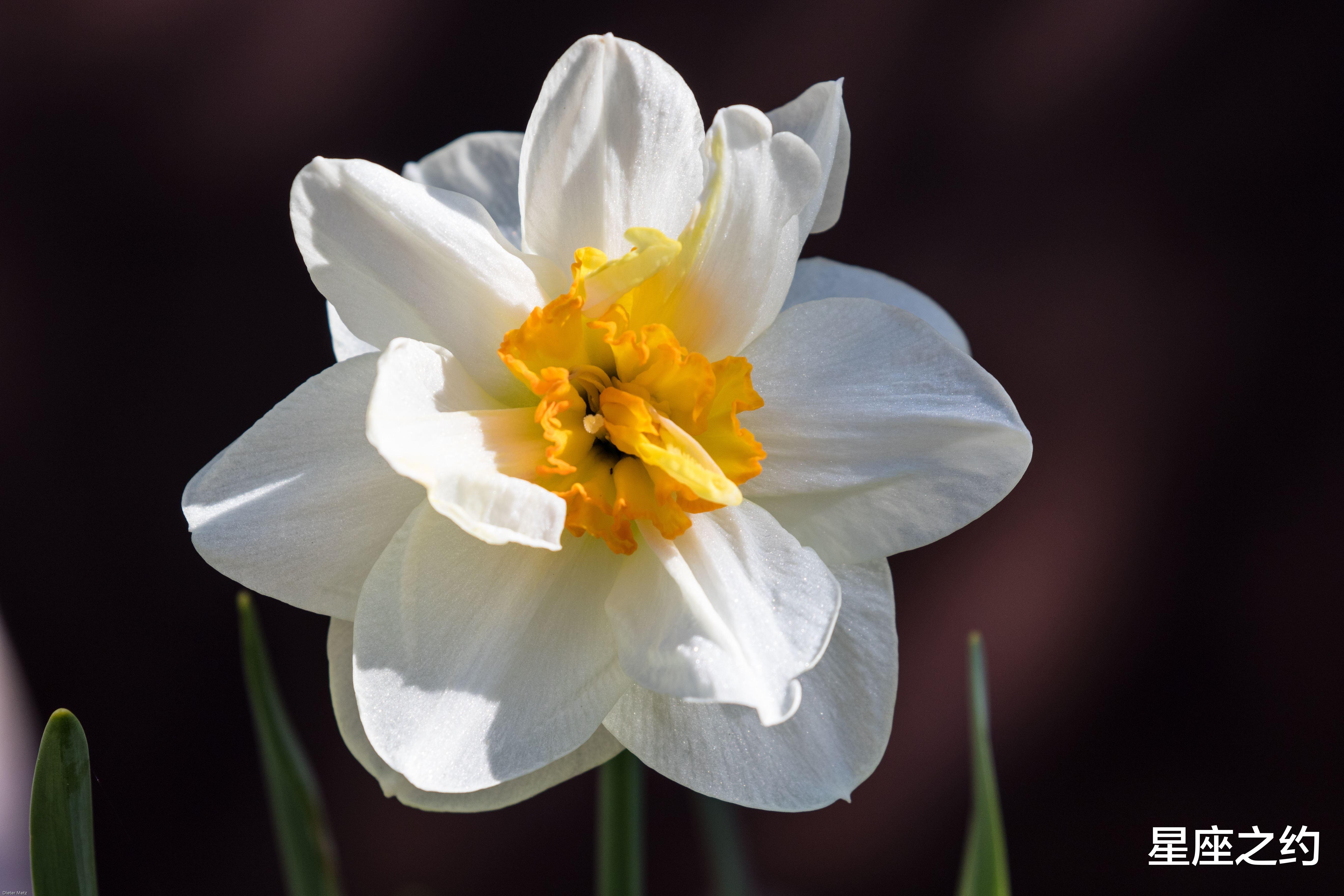 星座运势|2月14日星座运势:双子幽默风趣,狮子统筹全局,射手查缺补漏