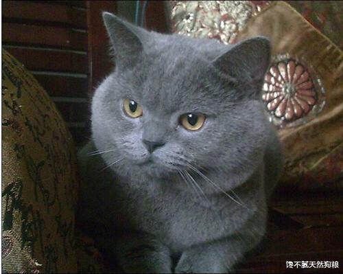 |蓝猫太肥了怎么减肥？