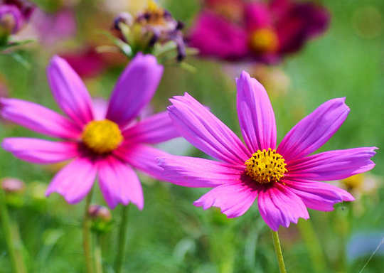 舜网 进入4月下旬,苦尽甘来,身体健康,升职加薪,桃花旺盛的生肖