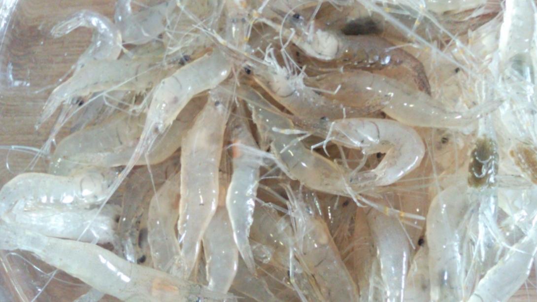 |加腥就能钓冬鱼？想简单了，下面3种方法才是正确的“加腥”方式