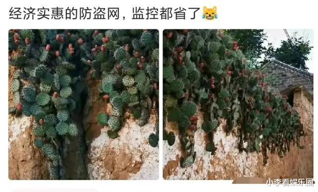 王思聪|神回复：如果你捡到王思聪的狗，怎么做到利益最大化？神评论绝了