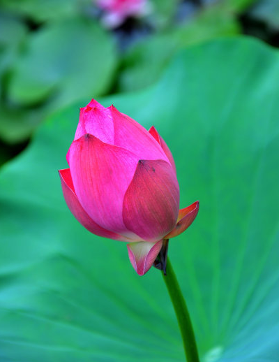 星临天下|步入8月份，4属相运势上涨，桃花开、事业顺，生活如鱼得水