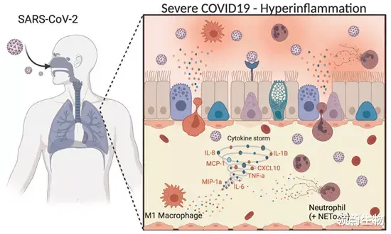 新型冠状病毒肺炎 新综述：间充质干细胞缓解衰弱和治疗新冠肺炎具有优越性