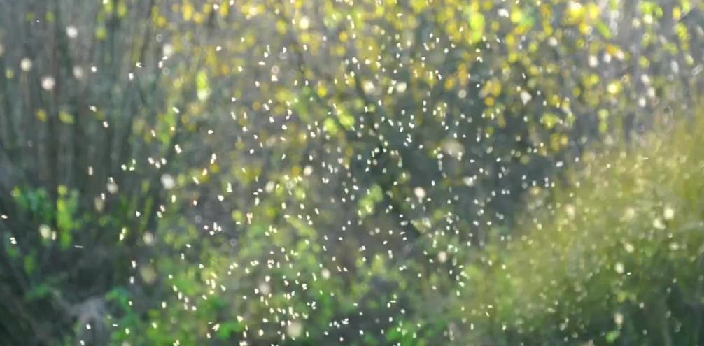 情微说|蚊子的存在有何意义？若将其全部灭绝，会有什么严重后果？