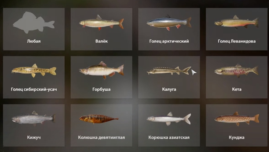 |俄罗斯钓鱼4丨新图公布细节了，昨天有歪果主播测试