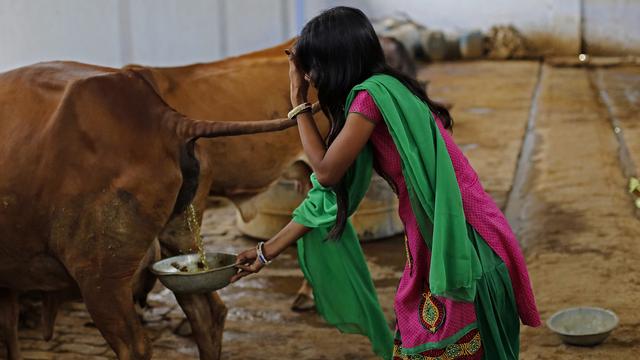 印度真的很落後嗎？印度專傢：牛糞能提高人體免疫力-圖4