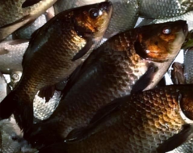 |野钓意外收获黑色鲫鱼，不知真相赶紧放手，广东一钓友肠子悔青了