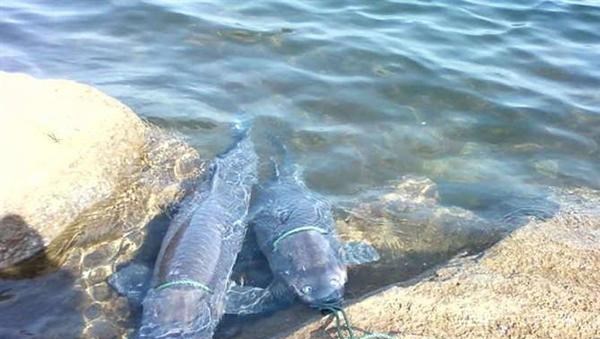 立冬|千岛湖百斤“青鱼王”频出，这些大鱼怎么生活的？活了多少年？