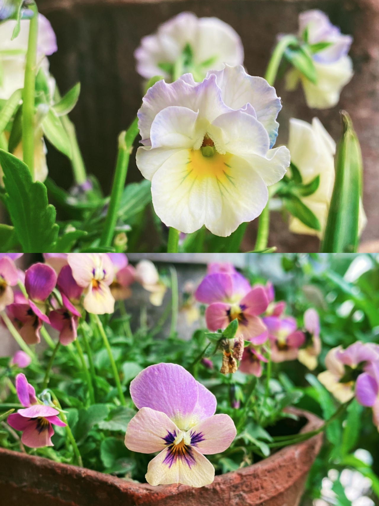 3.3㎡迷你阳台“造花园”，没想到小小阳台能这么漂亮，太喜欢了