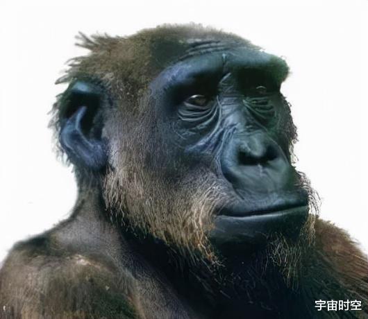 硬核科普:为什么只有人类进化出高度发达的大脑?