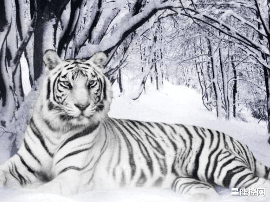 星座控网|属虎人8月运程: 上旬避开小人，中旬贵人相助，下旬咸鱼翻身