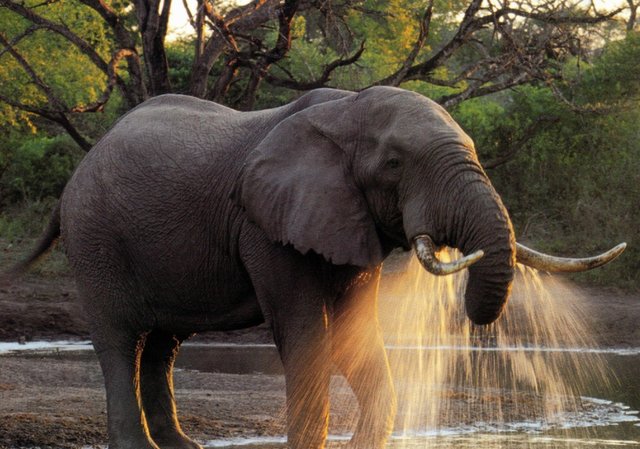大象 假设大象是远古灭绝生物的一种，科技手段能将其完美复原吗？