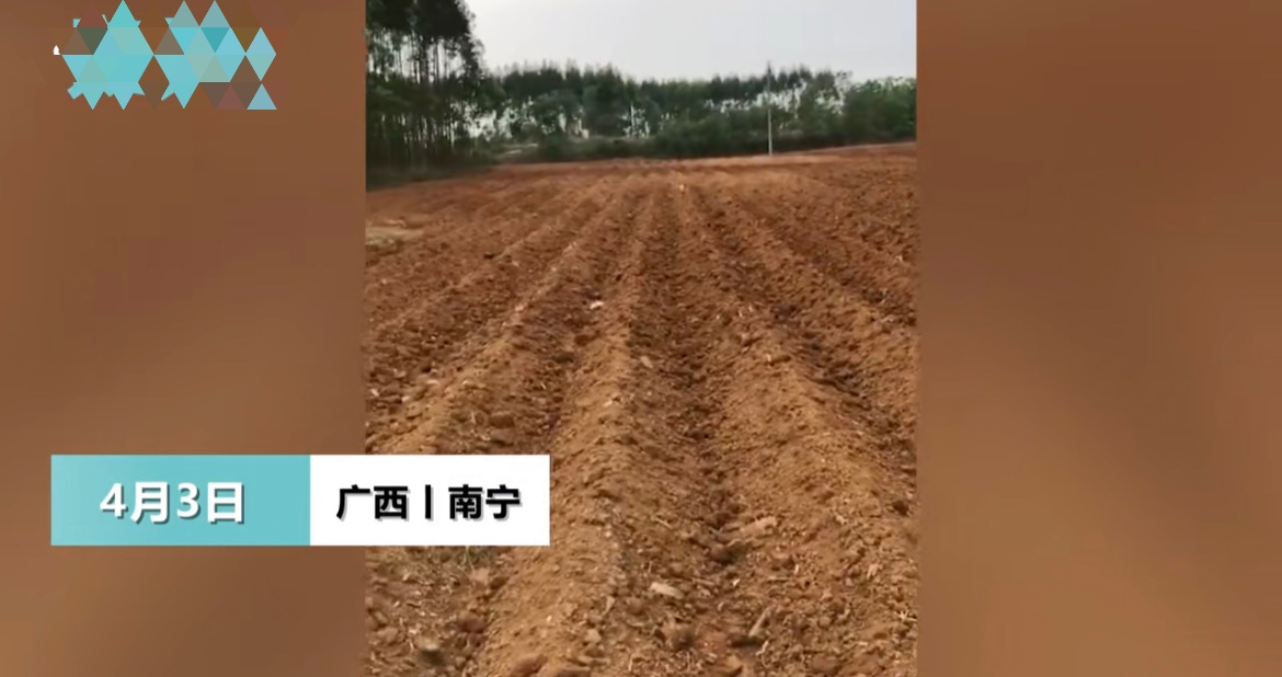 社会热点传播正能量 广西男子扫墓，发现自己3个坟头变为平地，墓地变成了甘蔗地