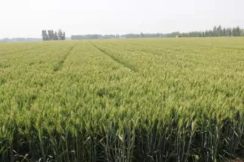 联合国粮食及农业组织 中国核技术又立功了