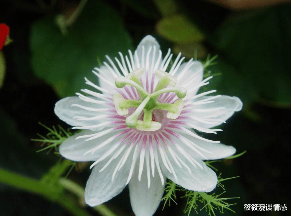 筱筱漫谈情感|46岁阿姨哭诉：给七旬老人当住家保姆，每月工资上万，我却想逃