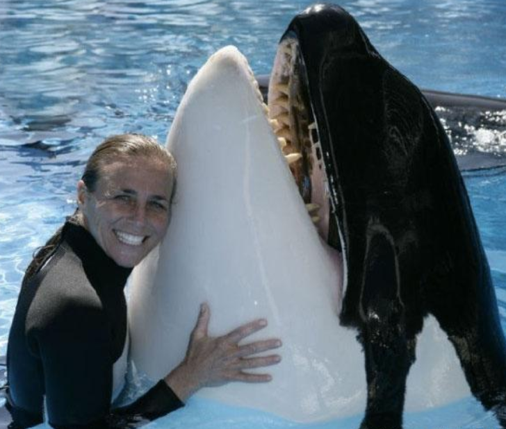 美國女馴獸師和5噸重虎鯨相愛16年，卻被拖下水淹死咬得稀爛-圖5