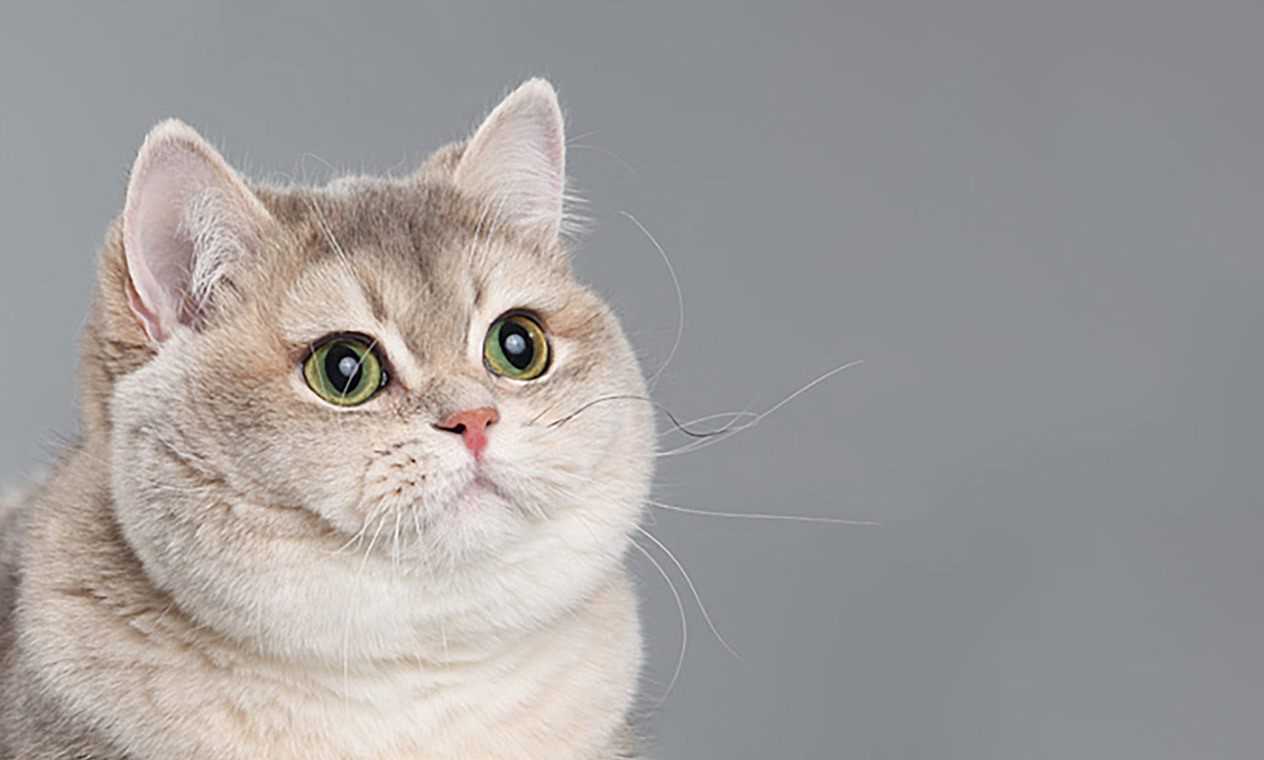 |失眠了，怎么快速入睡？