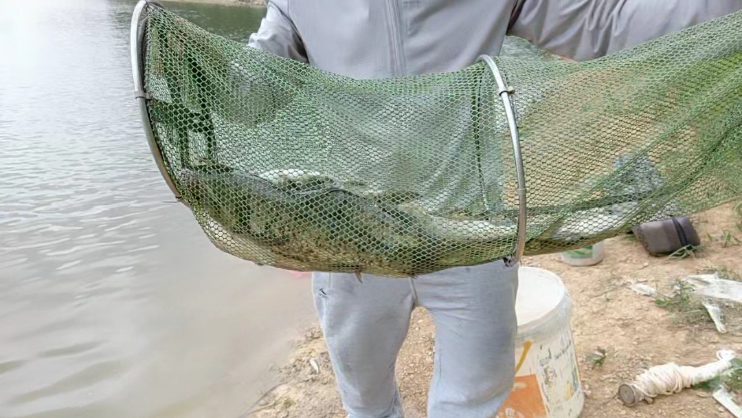 鲢鳙|老地方老钓位，抛竿浮钓鲢鳙一条接一条上，不惧烈日只为钓鱼。三甲水库野钓户外钓鱼