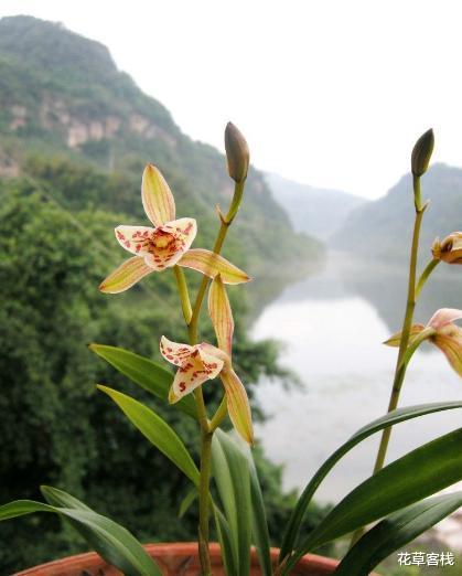 花草客栈 兰花瓣型详细解说，快来看看您养的兰花是什么瓣型（一）