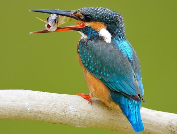 哺乳动物|了解地球的6个基本动物类