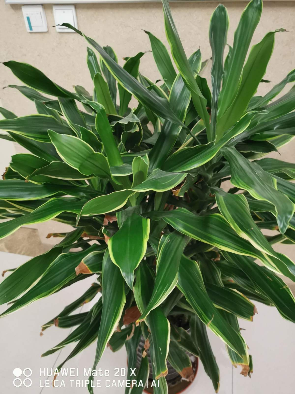 |厨房里养盆花，净化空气效果好，还能赶虫子