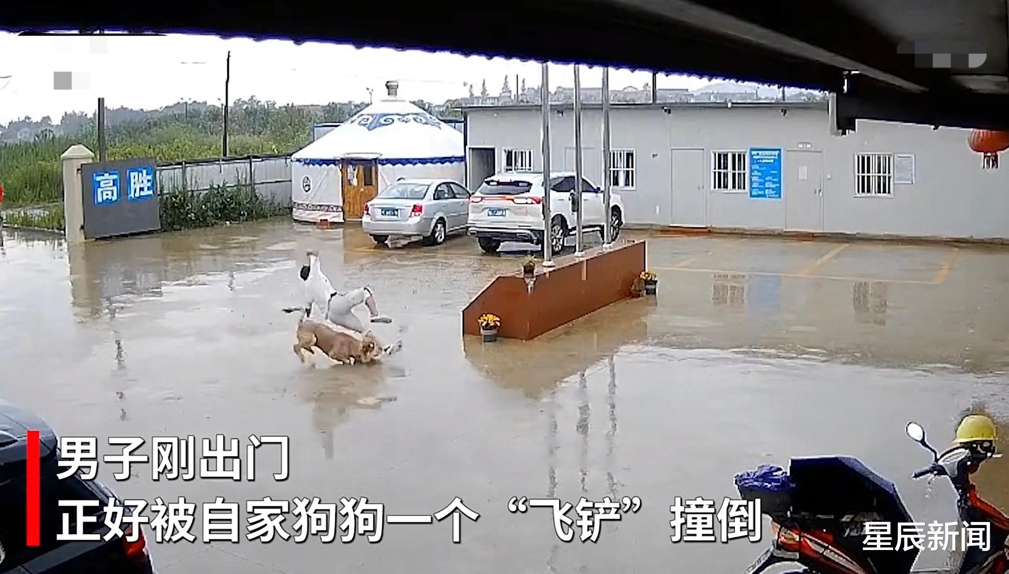 阿拉斯加|浙江男子雨天出门，狗子看到后上去一个滑铲，网友：它忍你很久了