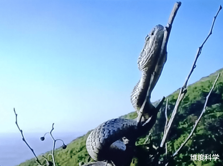 冬眠的蛇会成为老鼠的食物,并不会醒来!那蛇为什么不选择迁徙?