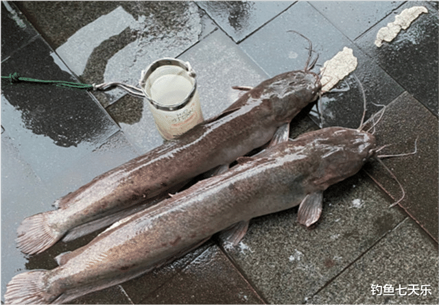 埃及|珠江“大鲶鱼”,被钓鱼人频频钓起!能不能吃?钓友:数数胡须的数量