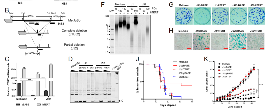 基因 PNAS：华人团队发现，垃圾DNA序列在寿命和癌症中发挥重要作用