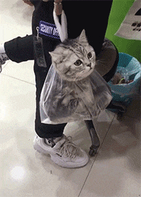 大城小乐故事 “女友出差美国，发来照片说很幸福...”网友：你头上绿油油的！哇哈哈哈～