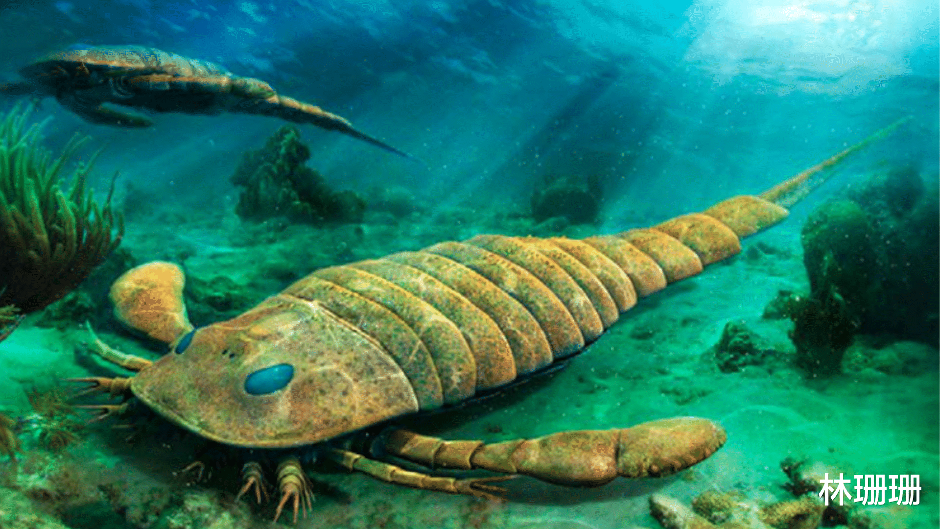 群星|动物广翅鲎：专吃海洋“浮尸”，4亿年前最先登陆地面的动物