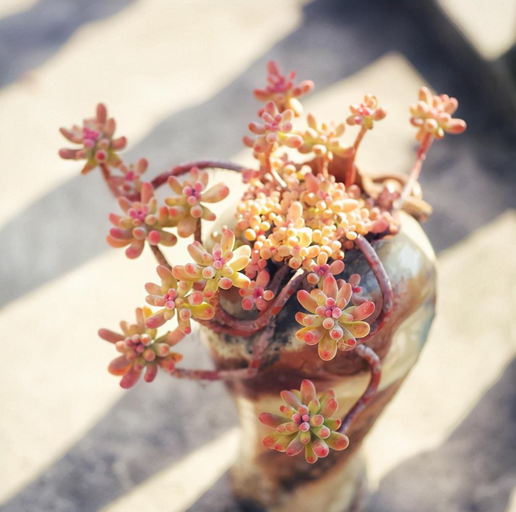 植萌|养乙女心，5点做好，不但容易爆盆，还很容易培育成老桩状态