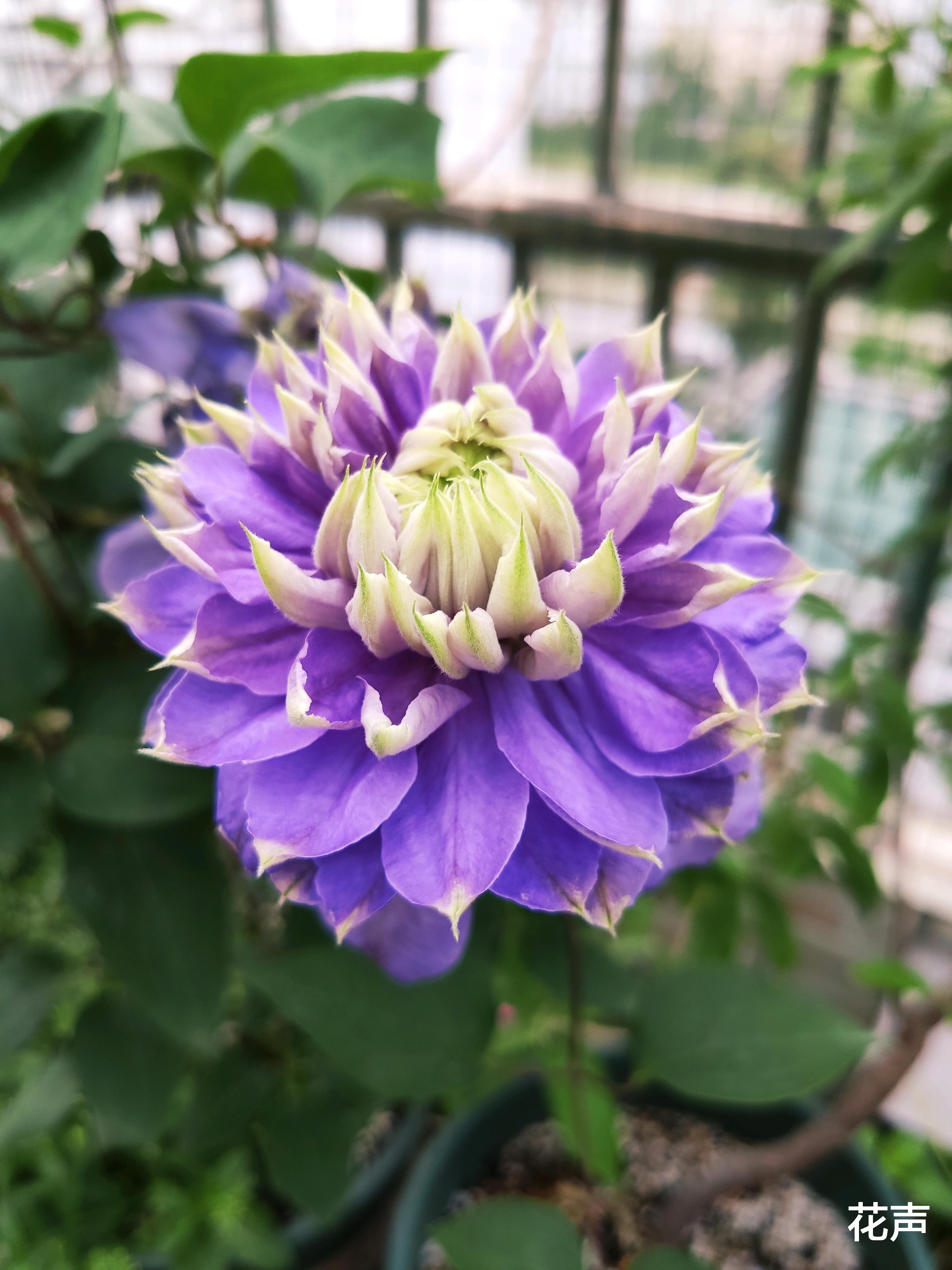 花声|铁线莲“蓝光”—花美如牡丹，三季有花开，阳台也能养，值得拥有