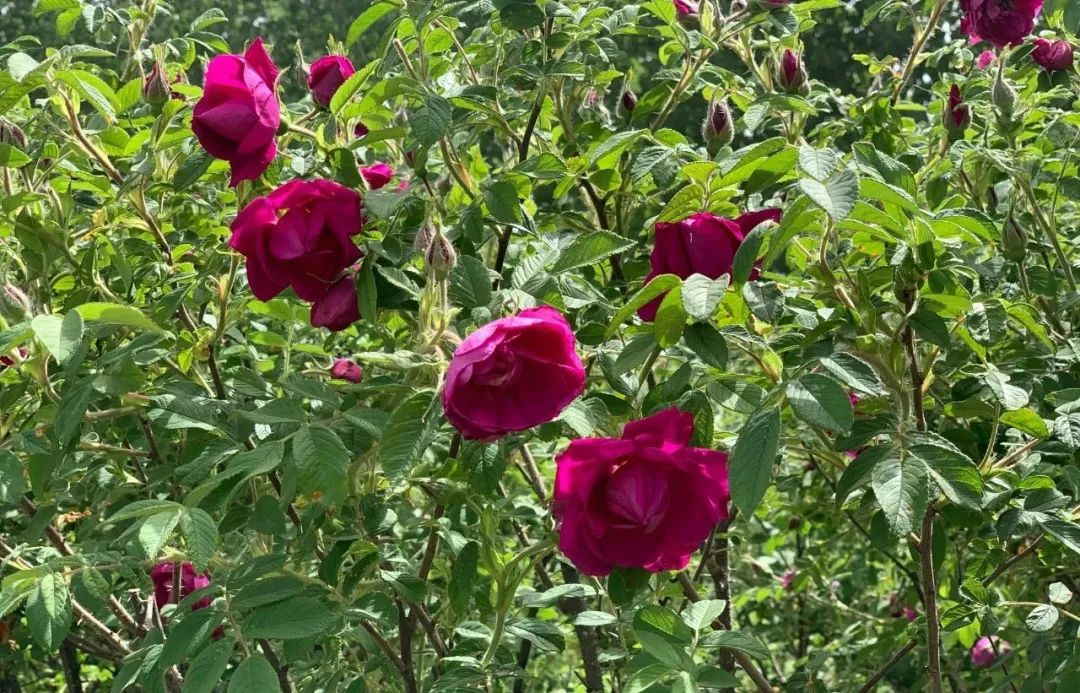 任泽区快报 任泽区一大波玫瑰即将盛放，邀您共享“玫”好时光！