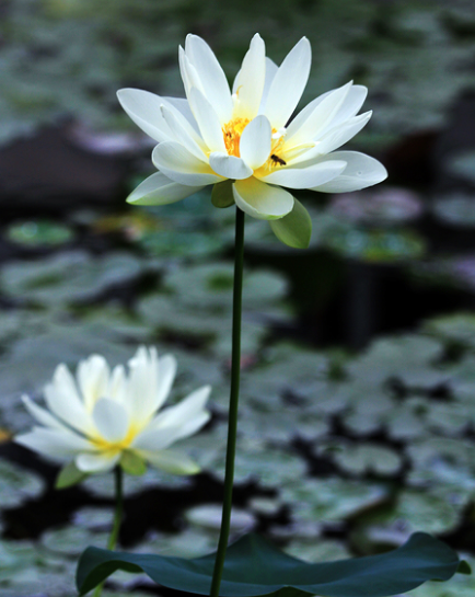 星临天下|8月15号开始,4属相喜事临门,财源广进,生活越来越幸福