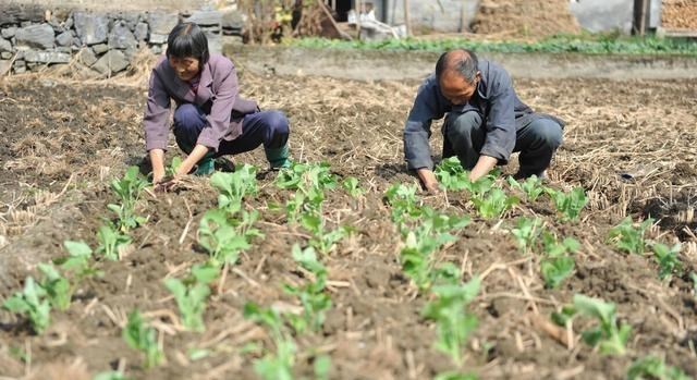 何沐青谈|“土地流转”大面积撂荒，农民受损怎么办？官方作出答复