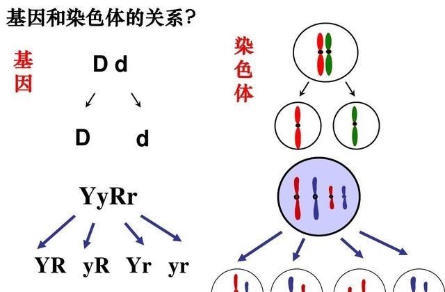 基因 人去世后要经过火化处理，基因作为遗传物质，火化后去哪了？
