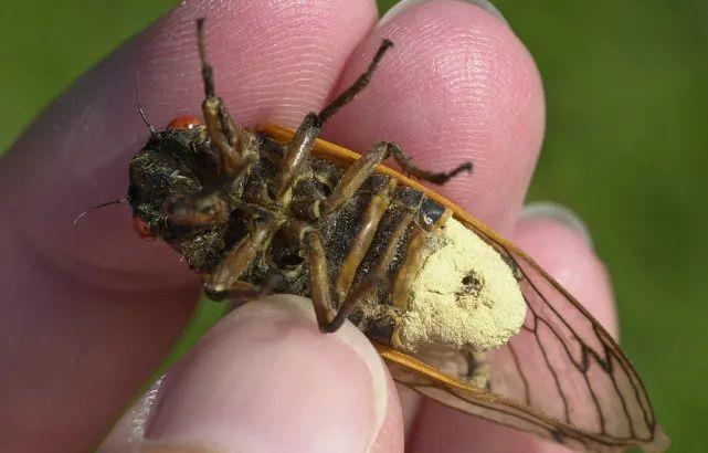 昆虫 什么是“僵尸蝉”?为何这些“僵尸蝉”没有了腹部还能继续交配?