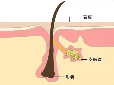 护肤|护肤小tips：如何修复肌肤屏障？
