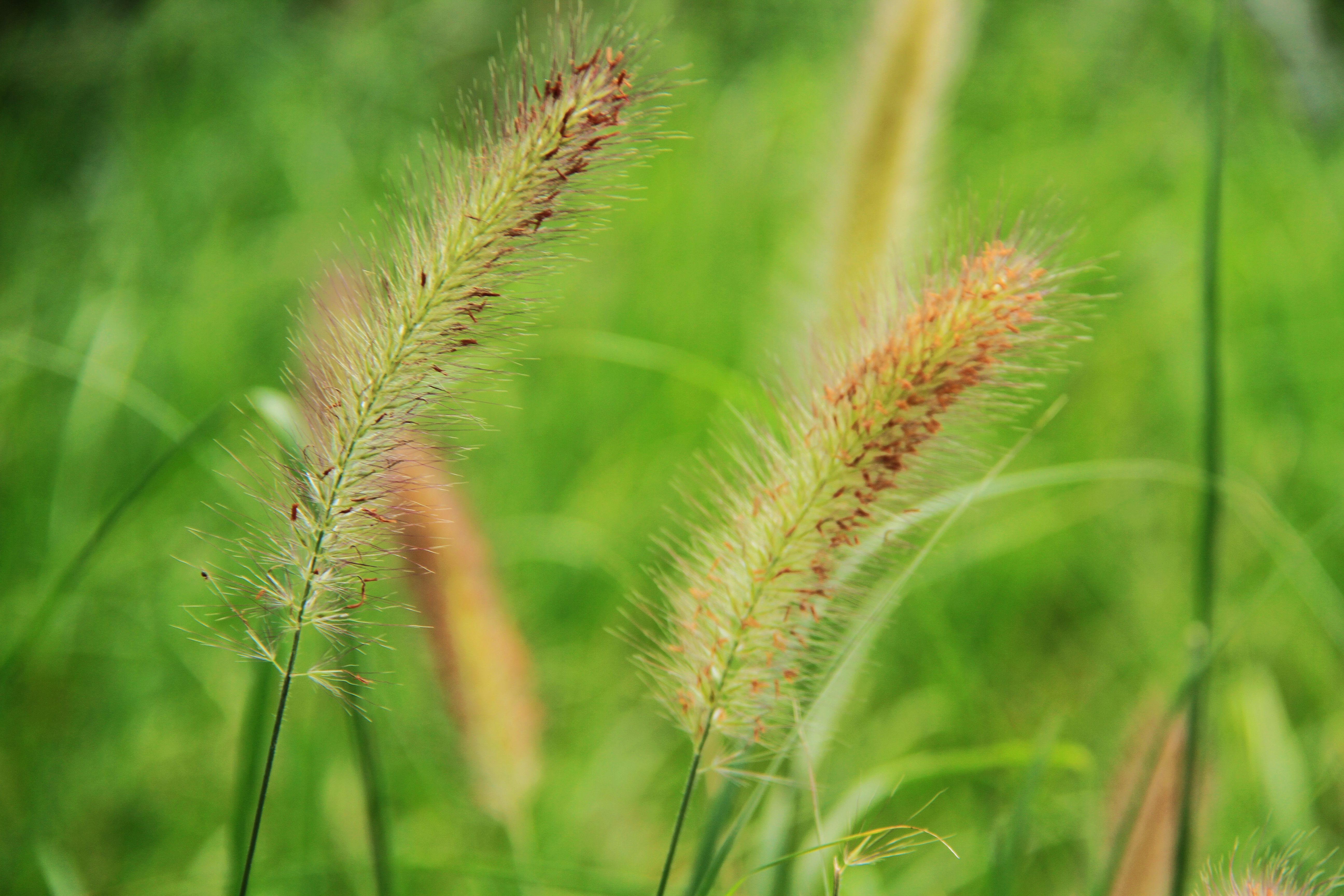 排毒|农村随处可见的狗尾巴草,拿来泡水喝,身体会收获哪些好处?