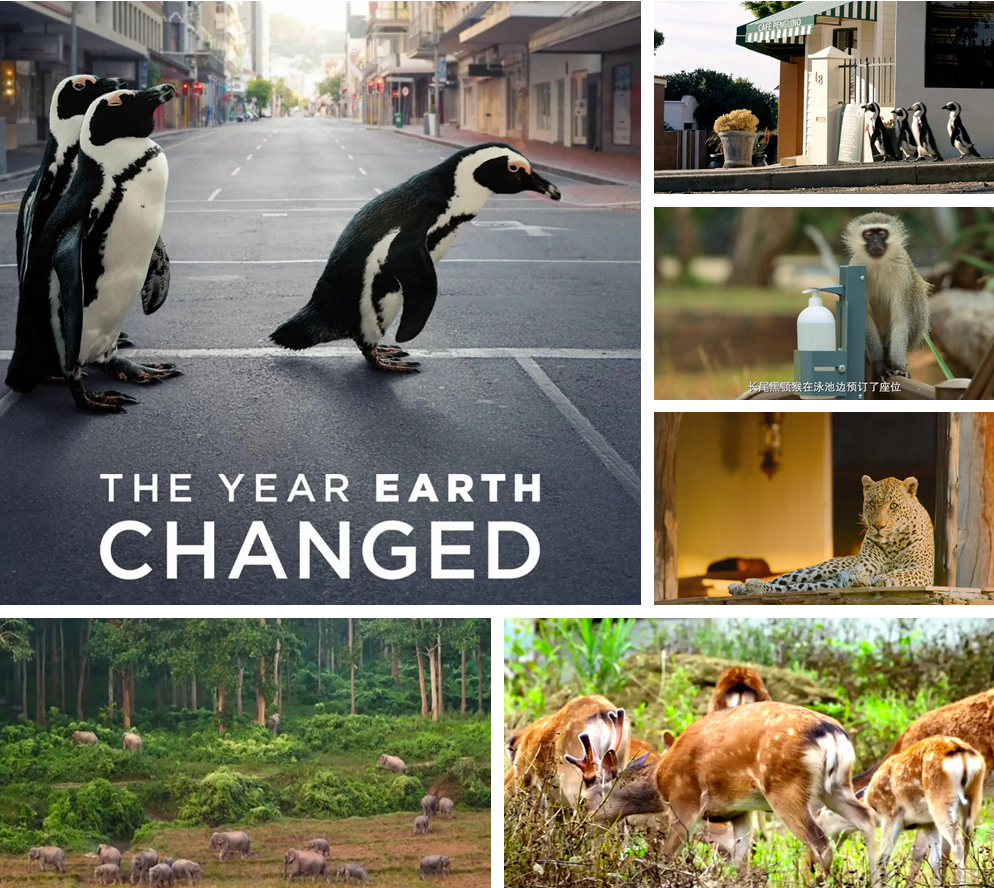 白色污染 新冠爆发超2亿人感染，438万人死亡：人类消失的日子，水清了，天蓝了，动物开始了一场狂欢