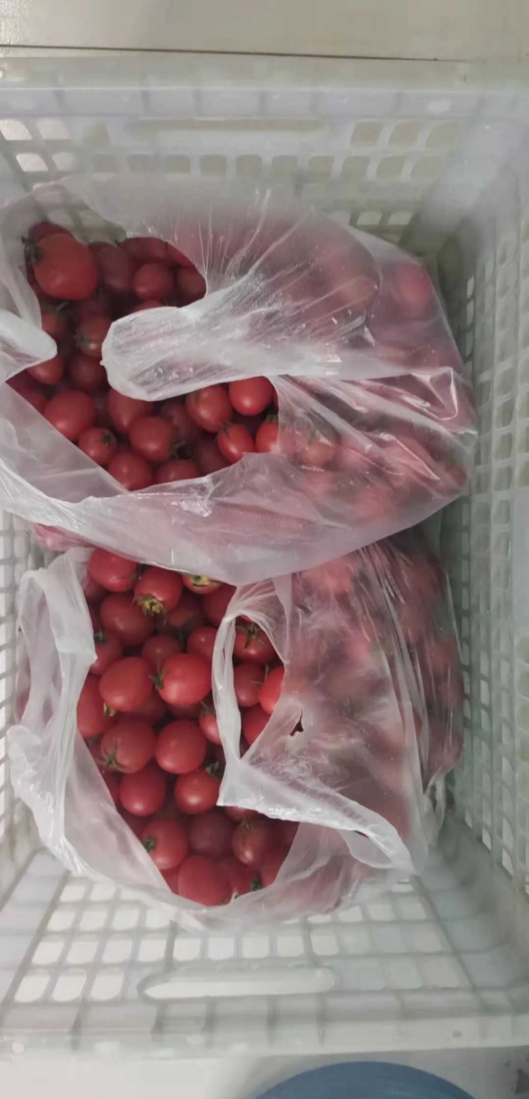 圈衡水 火红小柿子 甜蜜在心间