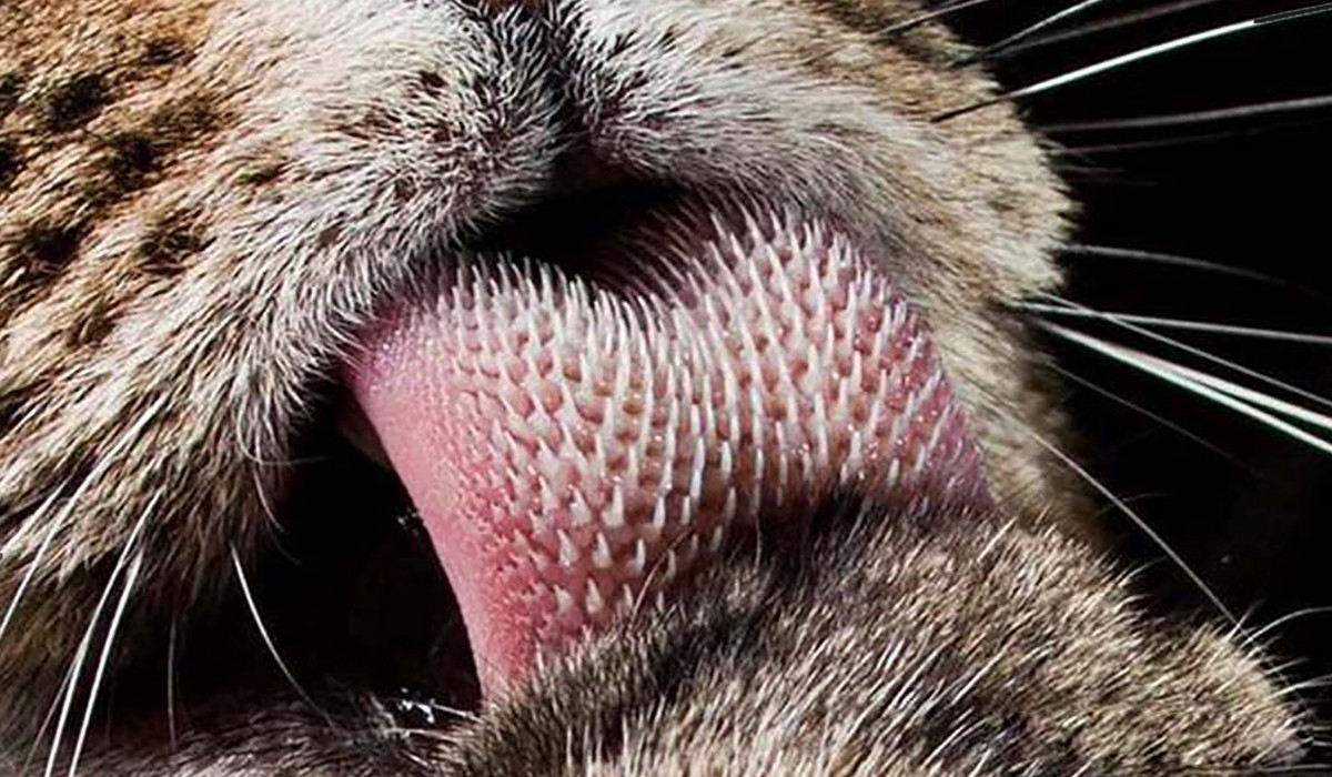 动物速递 400斤老虎随手一拍便击碎车窗，成年东北虎的实力有多强？