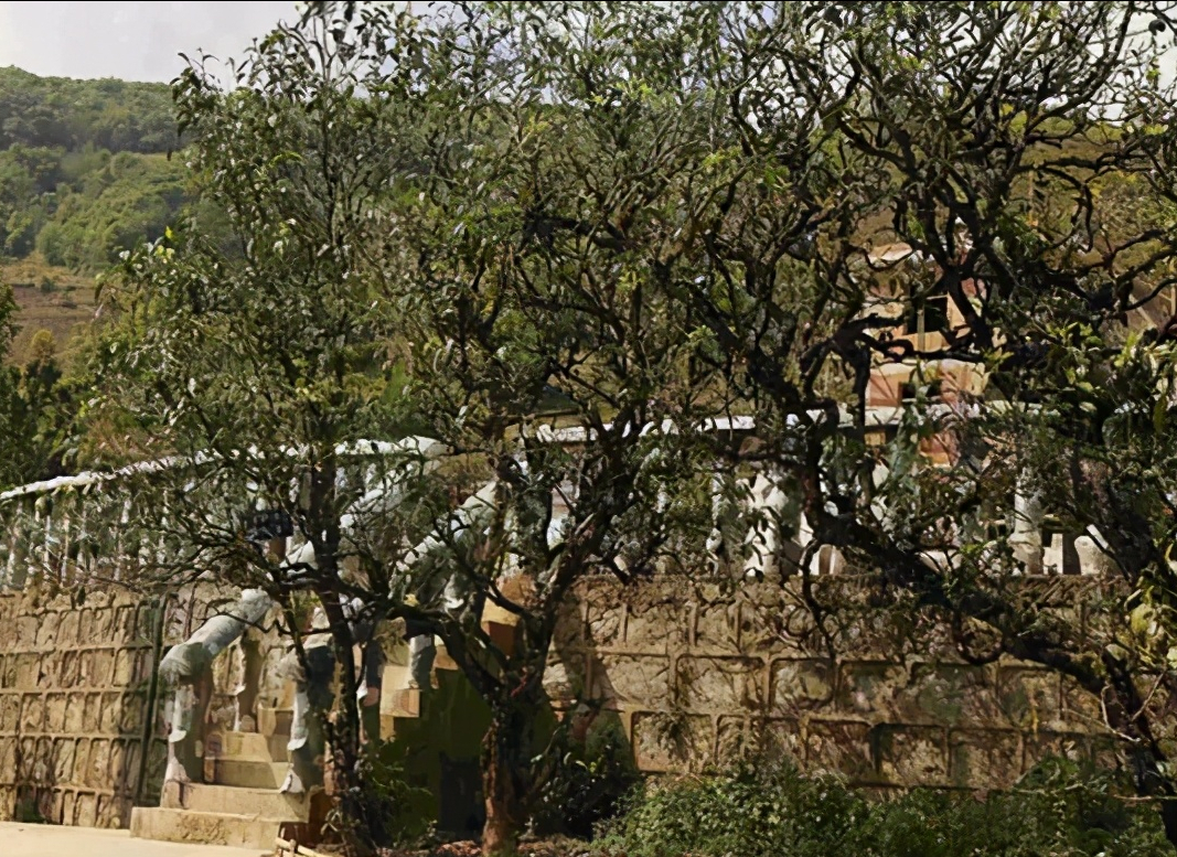 高原茗株茶业 冰岛！普洱茶圈最有名的山头，没有之一