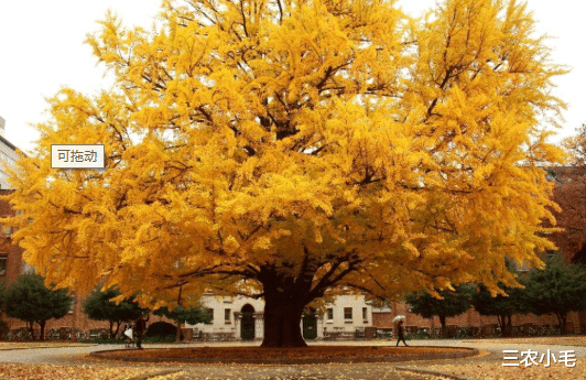 古人智慧|斧头砍不动，比钢材硬1倍，古代用来做兵器，被称为“木中之王”