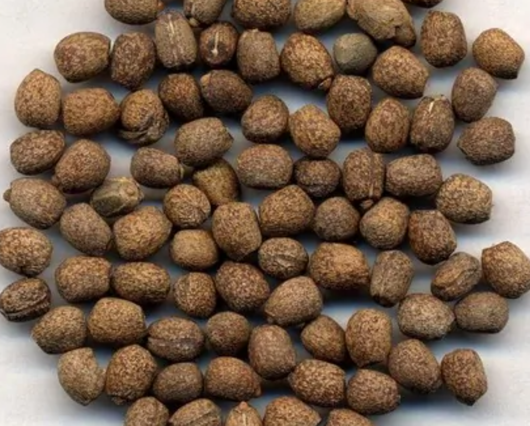 枸杞|身边的中草药——28味毒性中药