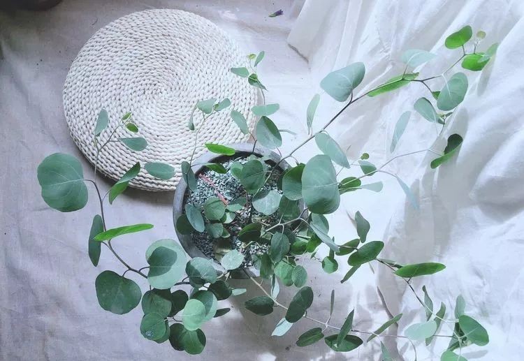 |3㎡的阳台能干嘛？这个宿舍小阳台花园或许会惊艳到你，看看吧！