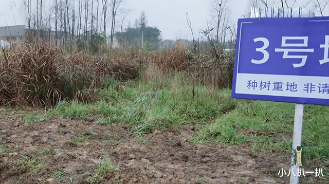 小八扒一扒 向往的生活：在桃花源住废弃的房子，新蘑菇屋证明节目组夺笋