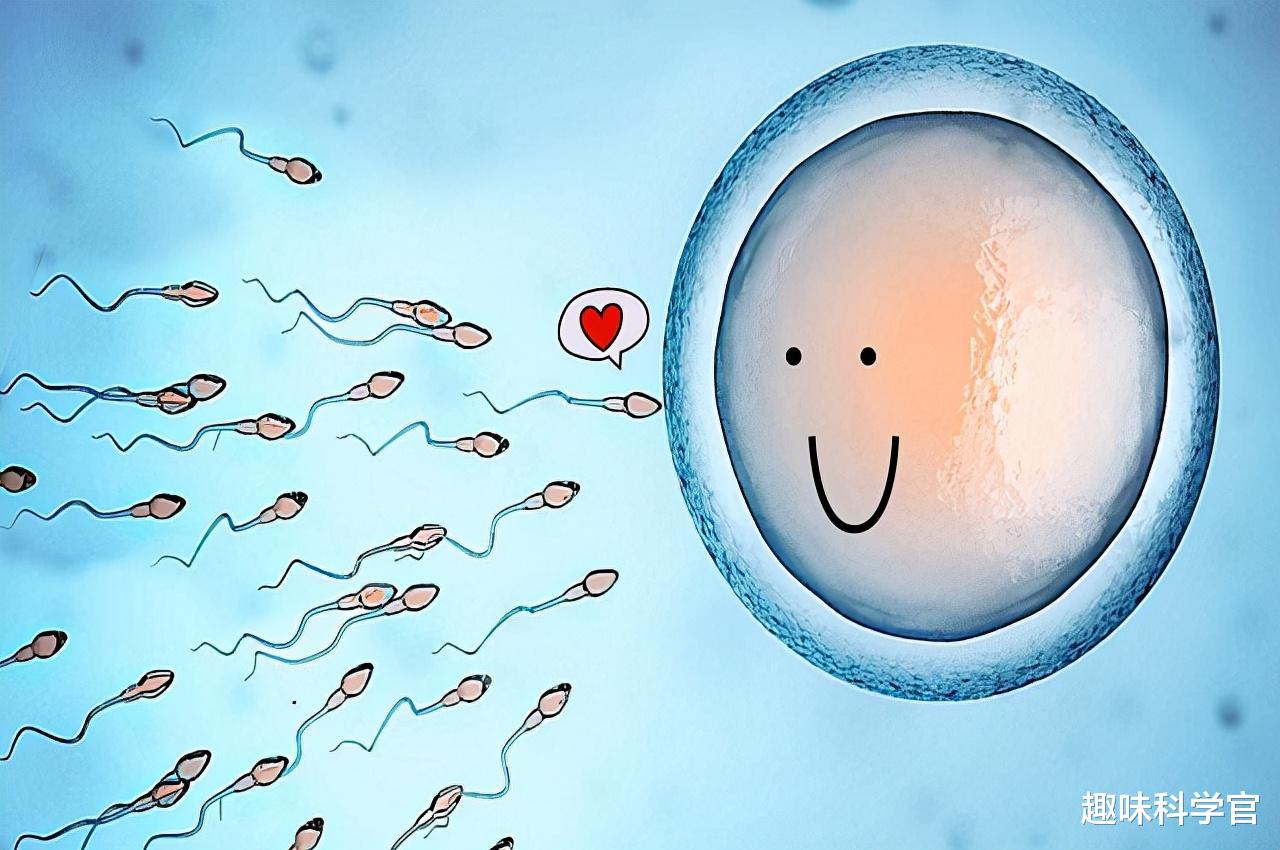 基因 研究发现：人类卵子对某些人的精子更加偏爱，甚至为其“开后门”