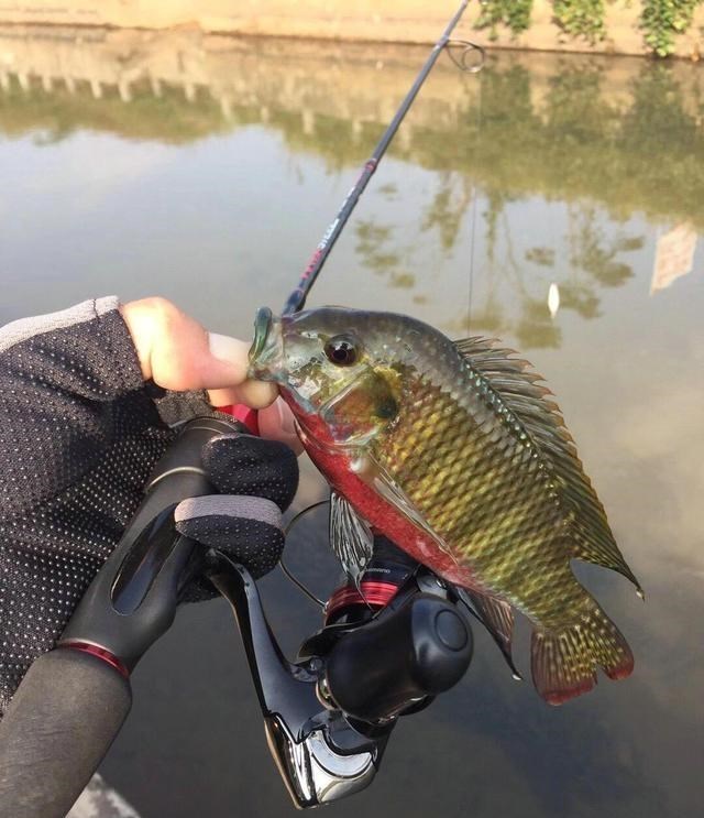 童书小窝|广州小伙因钓鱼太投入,浑然不觉被蛇咬,脚背血流不止,毒蛇?